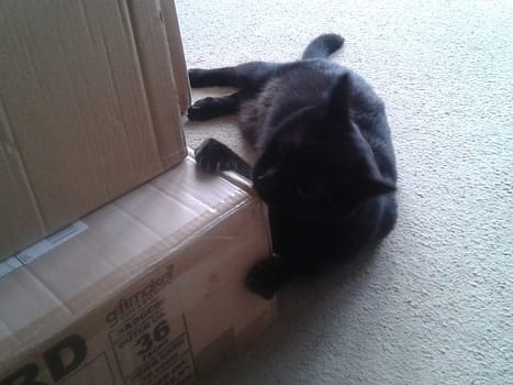 Cat helping to pack Dernier books!