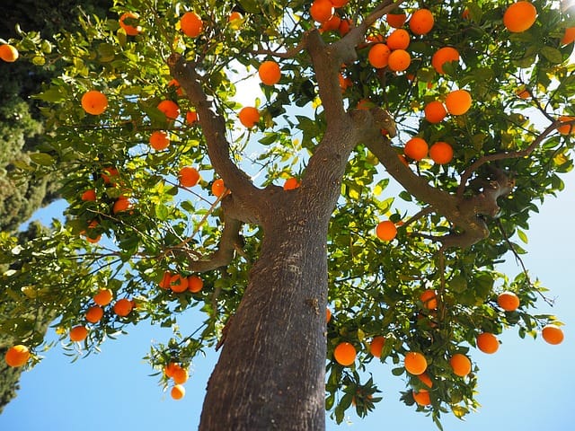 Orange tree